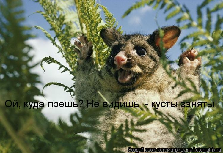 Котоматрица: Ой, куда прешь? Не видишь  - кусты заняты!