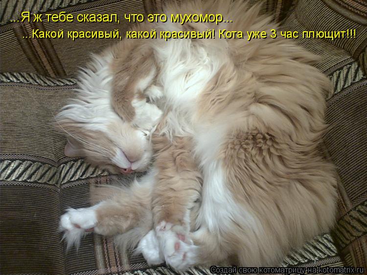 Котоматрица: ...Я ж тебе сказал, что это мухомор...  ...Какой красивый, какой красивый! Кота уже 3 час плющит!!!