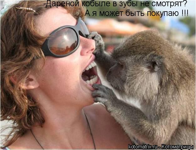 Котоматрица: -Дареной кобыле в зубы не смотрят? А я может быть покупаю !!!