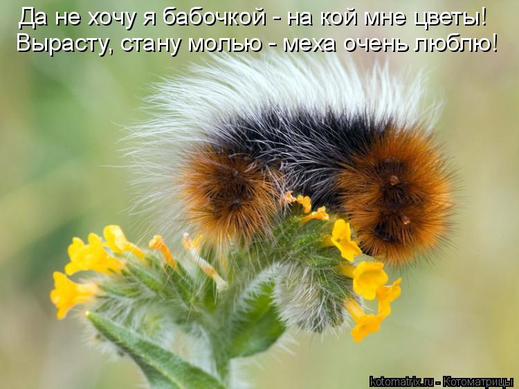 Котоматрица: Вырасту, стану молью - меха очень люблю! Да не хочу я бабочкой - на кой мне цветы!