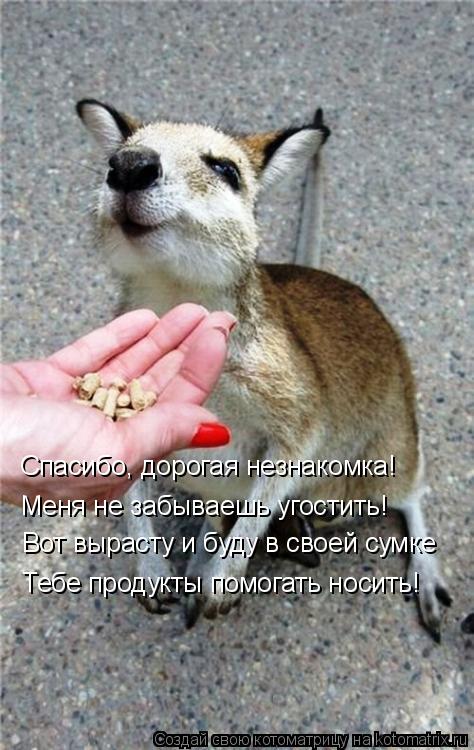 Спасибо, дорогая незнакомка! Меня не забываешь угостить! Вот вырасту и буду в своей сумке Тебе продук... Котоматрица: Спасибо, дорогая незнакомка! Меня не забываешь угостить! Вот вырасту и буду в своей сумке Тебе продукты помогать носить!