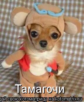 Тамагочи... Котоматрица: Тамагочи