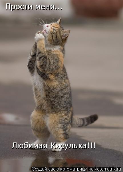 Прости меня... Любимая Кисулька!!!... Котоматрица: Прости меня... Любимая Кисулька!!!