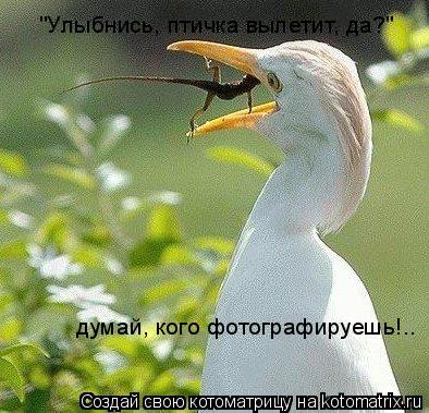 "Улыбнись, птичка вылетит, да?" думай, кого фотографируешь!..... Котоматрица: "Улыбнись, птичка вылетит, да?" думай, кого фотографируешь!..