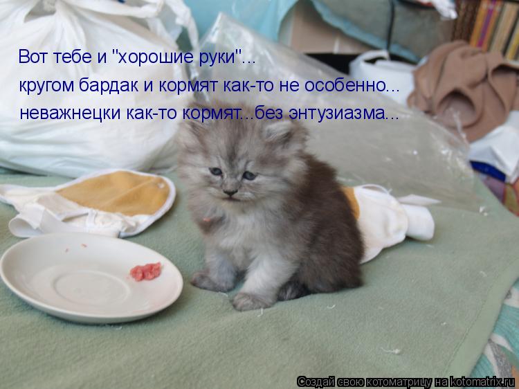 Котоматрица: Вот тебе и "хорошие руки"... кругом бардак и кормят как-то не особенно... неважнецки как-то кормят...без энтузиазма...