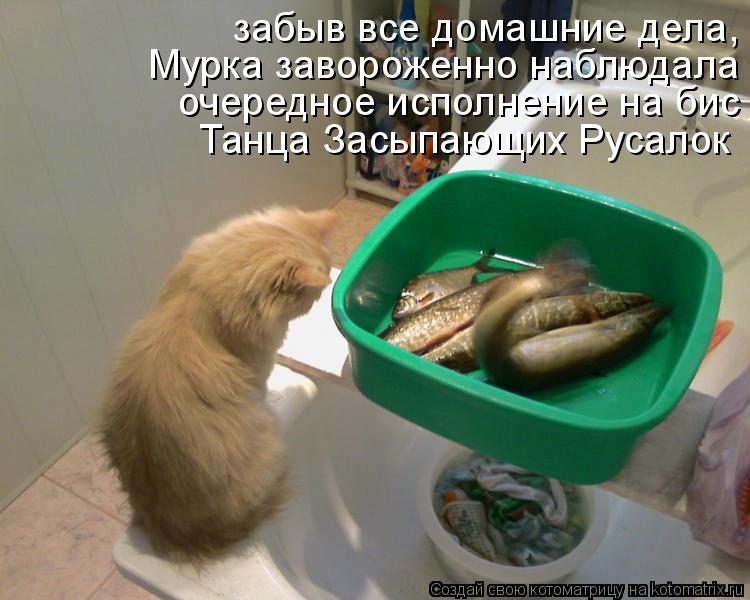 Котоматрица: забыв все домашние дела, Мурка завороженно наблюдала очередное исполнение на бис Танца Засыпающих Русалок Мурка завороженно наблюдала оч