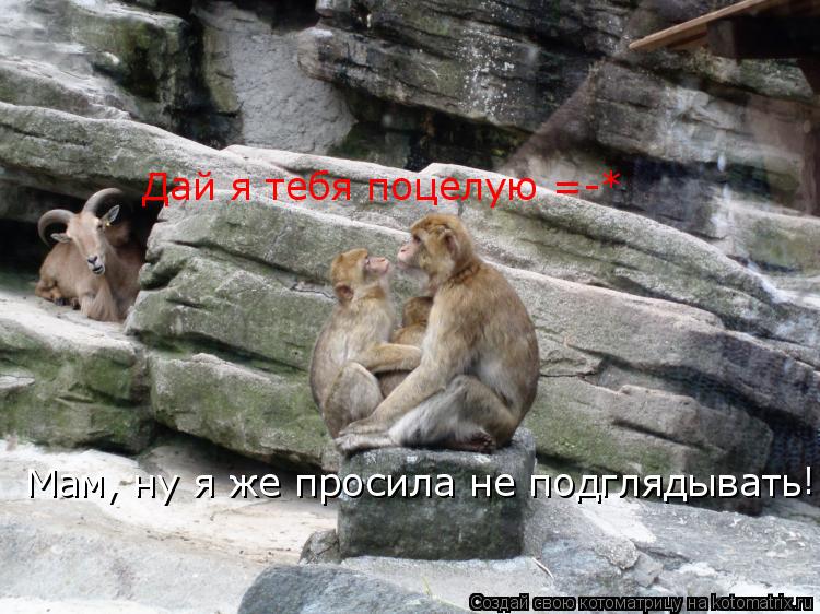 Дай я тебя поцелую =-* Мам, ну я же просила не подглядывать !... Котоматрица: Дай я тебя поцелую =-* Мам, ну я же просила не подглядывать !