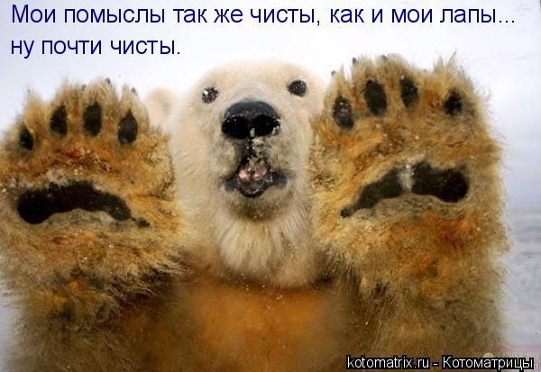 Мои помыслы так же чисты, как и мои лапы... ну почти чисты.... Котоматрица: Мои помыслы так же чисты, как и мои лапы... ну почти чисты.