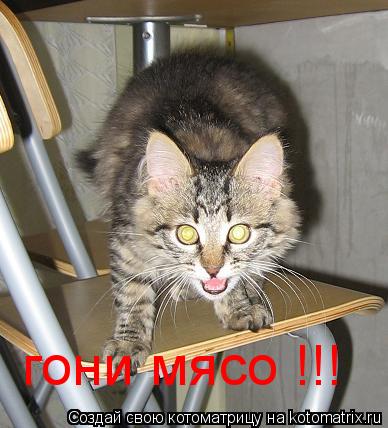 гони мясо !!!... Котоматрица: гони мясо !!!
