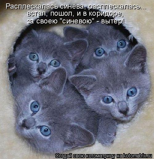 Расплескалась синева, расплескалась... встал, пошол, и в коридоре, за своею "синевою" - вытер!... Котоматрица: Расплескалась синева, расплескалась... встал, пошол, и в коридоре, за своею "синевою" - вытер!