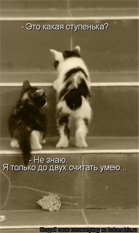 Котоматрица: - Это какая ступенька? - Не знаю. Я только до двух считать умею...