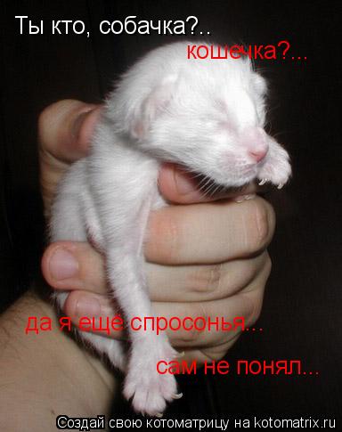 Ты кто, собачка?.. кошечка?... да я ещё спросонья... сам не понял...... Котоматрица: Ты кто, собачка?.. кошечка?... да я ещё спросонья... сам не понял...