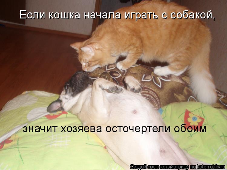 Котоматрица: Если кошка начала играть с собакой,  значит хозяева осточертели обоим