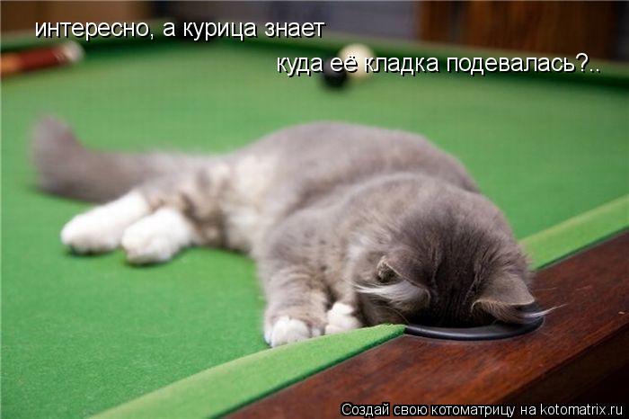интересно, а курица знает куда её кладка подевалась?..... Котоматрица: интересно, а курица знает куда её кладка подевалась?..