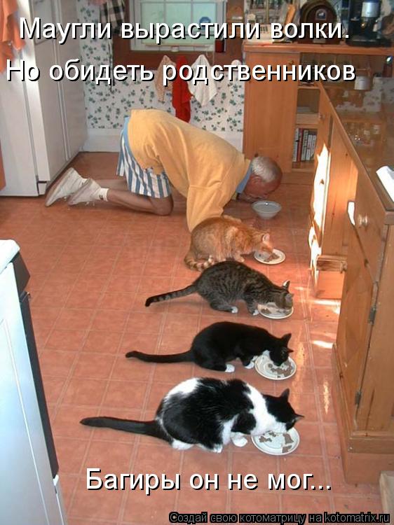 Котоматрица: Маугли вырастили волки. Но обидеть родственников  Но обидеть родственников  Багиры он не мог...