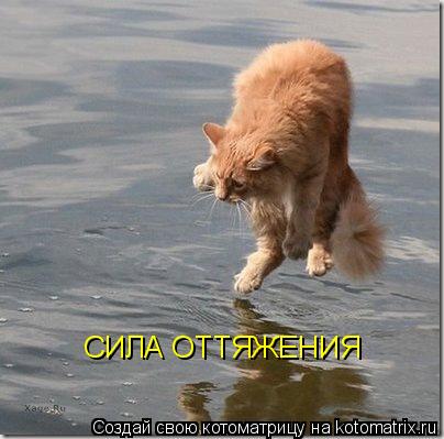 Котоматрица: СИЛА ОТТЯЖЕНИЯ
