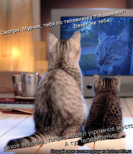Котоматрица: Смотри, Мурчик, тебя по телевизору показывают! Везёт же тебе... Какое везение, только нашёл укромное место, А тут телевидение...