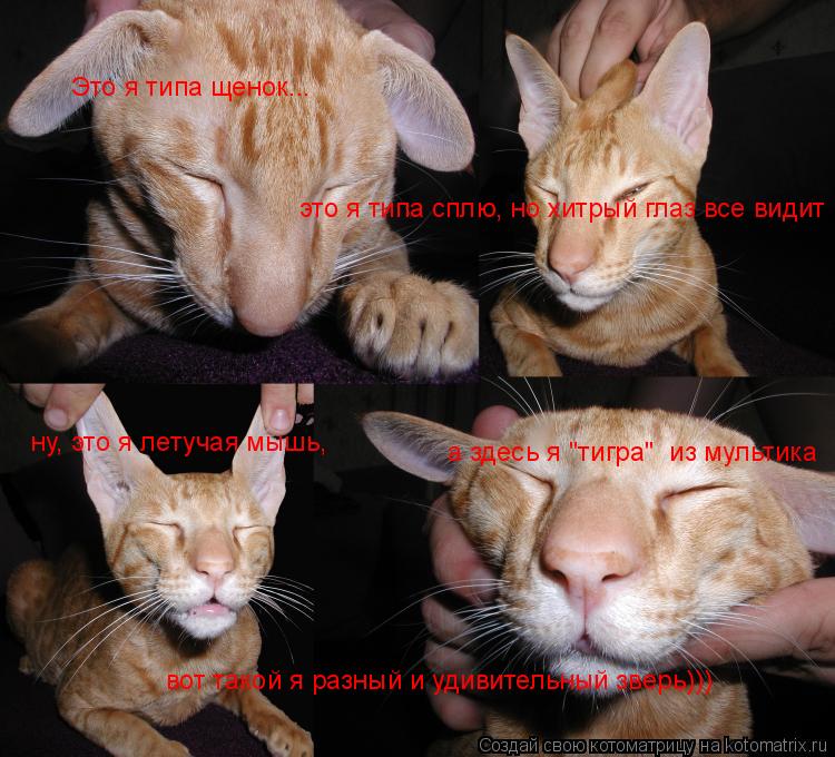 Котоматрица: Это я типа щенок... это я типа сплю, но хитрый глаз все видит ну, это я летучая мышь, а здесь я "тигра"  из мультика вот такой я разный и удивител