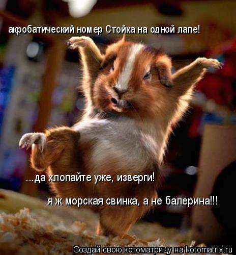 Котоматрица: акробатический номер Стойка на одной лапе!           ...да хлопайте уже, изверги!             я ж морская свинка, а не балерина!!!