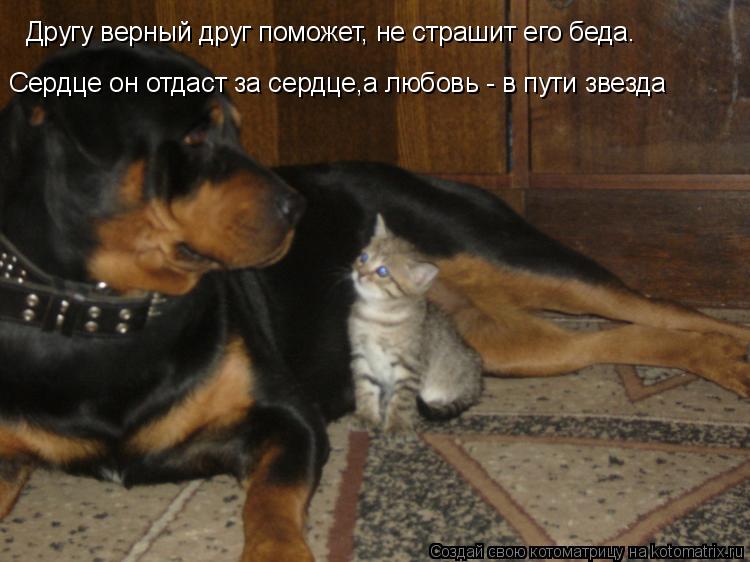 Котоматрица: Другу верный друг поможет, не страшит его беда. Сердце он отдаст за сердце,а любовь - в пути звезда