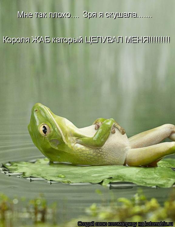 Котоматрица: Мне так плохо.... Зря я скушала....... Короля ЖАБ каторый ЦЕЛУВАЛ МЕНЯ!!!!!!!!!