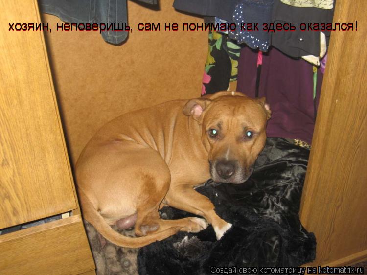 Котоматрица: хозяин, неповеришь, сам не понимаю как здесь оказался! хозяин, неповеришь, сам не понимаю как здесь оказался!