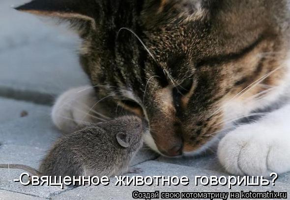 Котоматрица: -Священное животное говоришь?