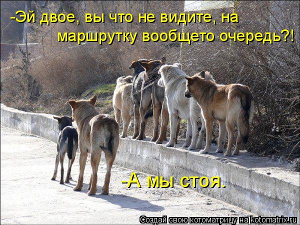 Котоматрица: -Эй двое, вы что не видите, на маршрутку вообщето очередь?! -А мы стоя.