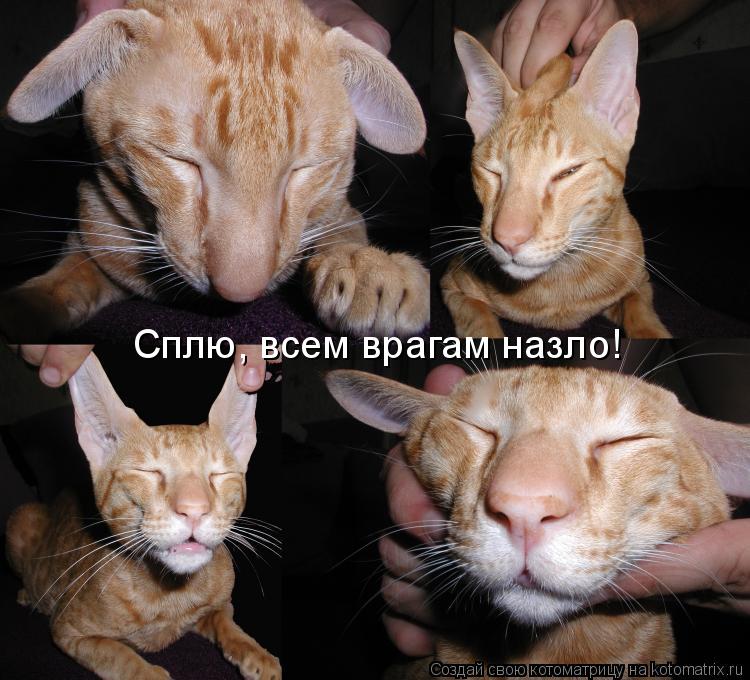 Котоматрица: Сплю, всем врагам назло!
