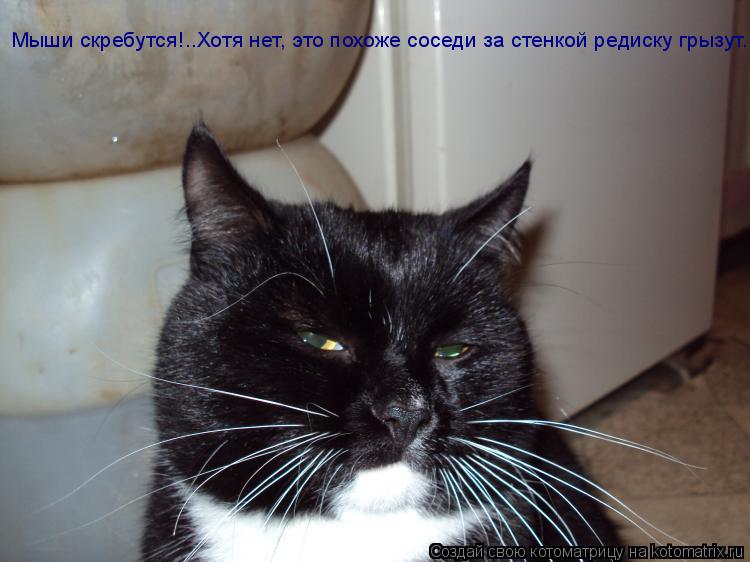 Котоматрица: Мыши скребутся!..Хотя нет, это похоже соседи за стенкой редиску грызут.