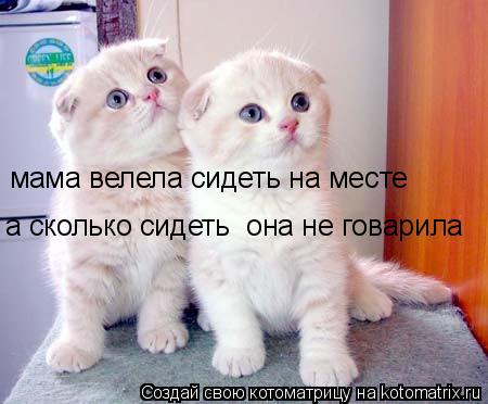 Котоматрица: мама велела сидеть на месте а сколько сидеть  она не говарила