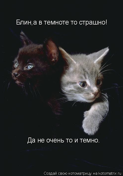 Котоматрица: Блин,а в темноте то страшно! Да не очень то и темно.