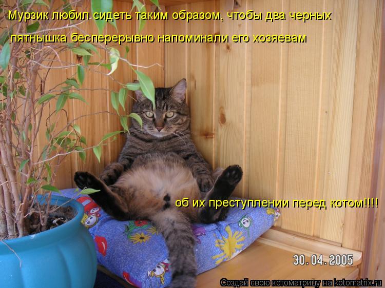 Котоматрица: Мурзик любил сидеть таким образом, чтобы два черных  пятнышка бесперерывно напоминали его хозяевам об их преступлении перед котом!!!!