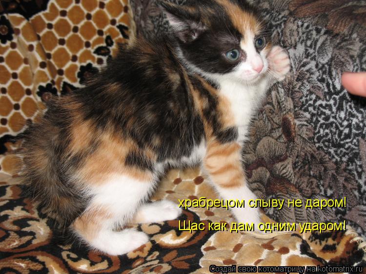 Котоматрица: храбрецом слыву не даром!  Щас как дам одним ударом!