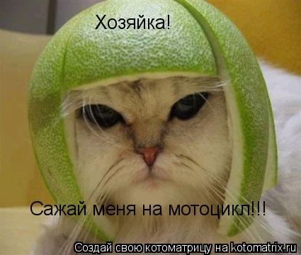 Котоматрица: Хозяйка! Сажай меня на мотоцикл!!!