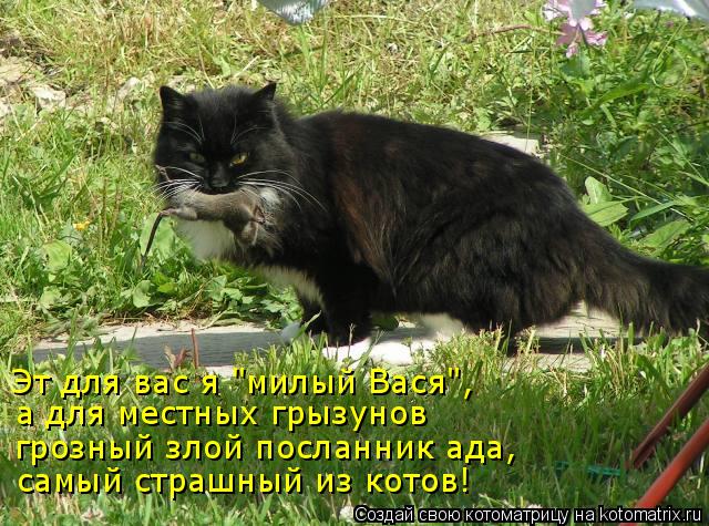 Котоматрица: самый страшный из котов! грозный злой посланник ада, а для местных грызунов Эт для вас я "милый Вася",