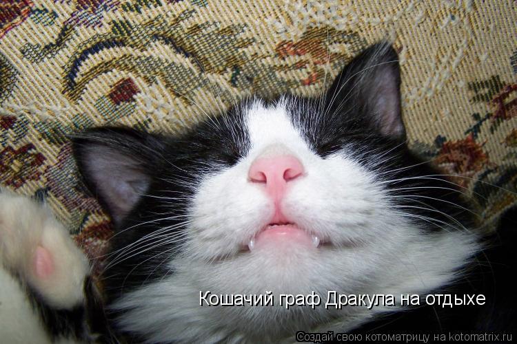 Котоматрица: Кошачий граф Дракула на отдыхе