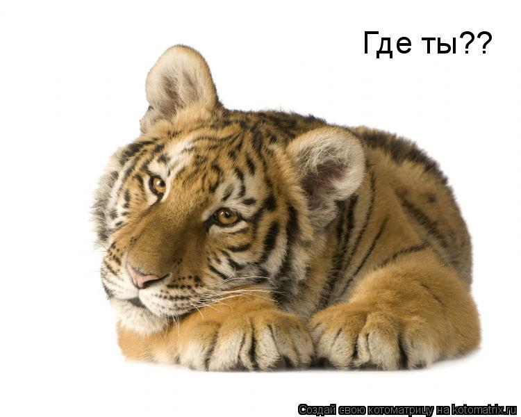 Котоматрица: Где ты??