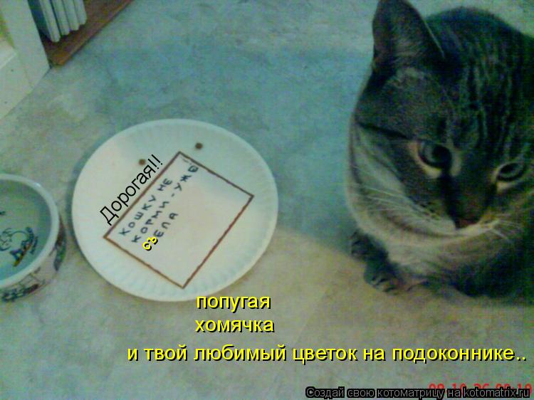 Котоматрица: Дорогая!! съ попугая хомячка и твой любимый цветок на подоконнике..