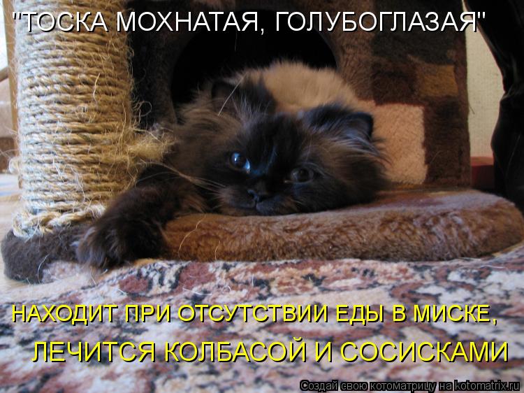 Котоматрица: "ТОСКА МОХНАТАЯ, ГОЛУБОГЛАЗАЯ" ЛЕЧИТСЯ КОЛБАСОЙ И СОСИСКАМИ НАХОДИТ ПРИ ОТСУТСТВИИ ЕДЫ В МИСКЕ,