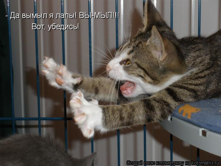 - Да вымыл я лапы! ВЫ-МЫЛ!!! Вот, убедись!... Котоматрица: - Да вымыл я лапы! ВЫ-МЫЛ!!! Вот, убедись!