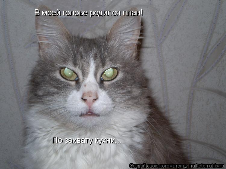 Котоматрица: В моей голове родился план! По захвату кухни...