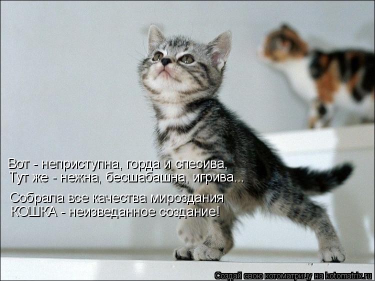 Котоматрица: Вот - неприступна, горда и спесива, Тут же - нежна, бесшабашна, игрива... Собрала все качества мироздания КОШКА - неизведанное создание!