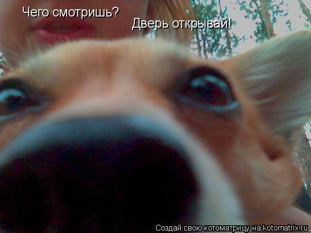 Котоматрица: Чего смотришь? Дверь открывай!