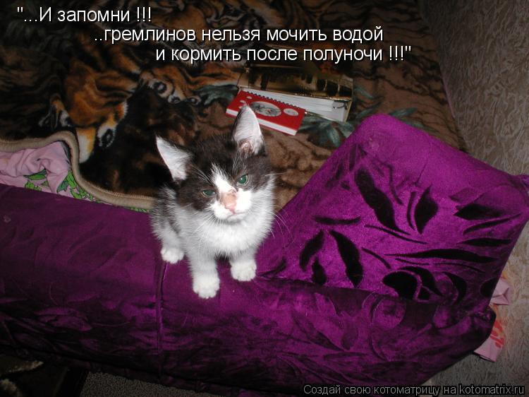 "...И запомни !!! ..гремлинов нельзя мочить водой и кормить после полуночи !!!"... Котоматрица: "...И запомни !!! ..гремлинов нельзя мочить водой и кормить после полуночи !!!"