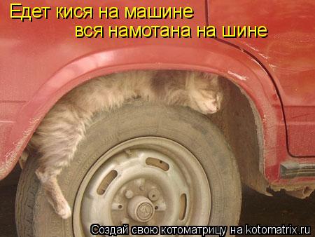 Едет кися на машине вся намотана на шине... Котоматрица: Едет кися на машине вся намотана на шине