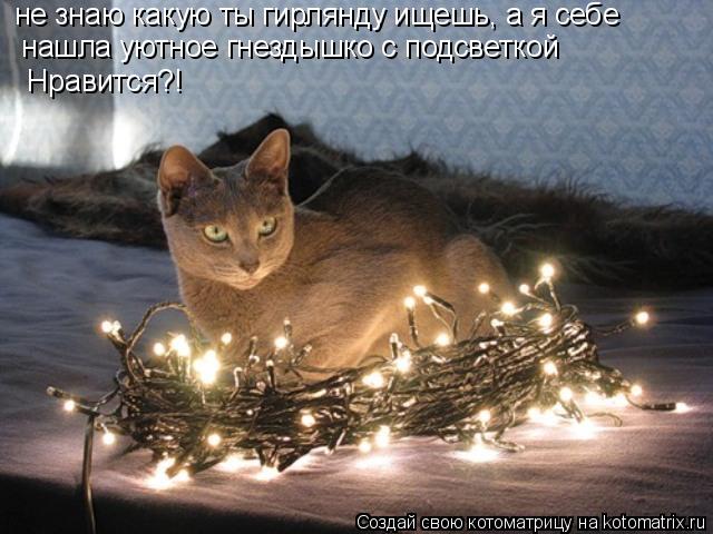 Котоматрица: не знаю какую ты гирлянду ищешь, а я себе     нашла уютное гнездышко с подсветкой  Нравится?!