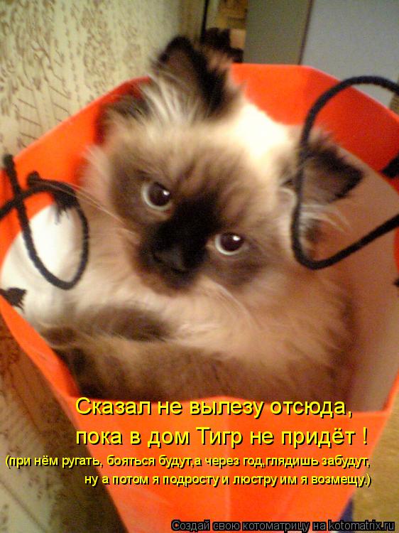 Котоматрица: Сказал не вылезу отсюда, пока в дом Тигр не придёт ! (при нём ругать, бояться будут,а через год,глядишь забудут, ну а потом я подросту и люстру 