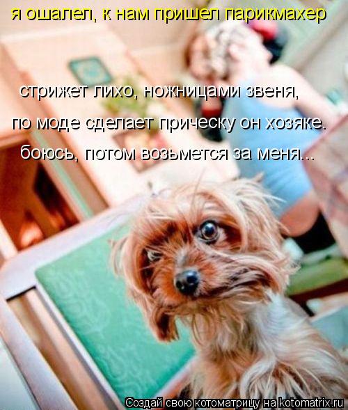 Котоматрица: я ошалел, к нам пришел парикмахер по моде сделает прическу он хозяке. боюсь, потом возьмется за меня... стрижет лихо, ножницами звеня,