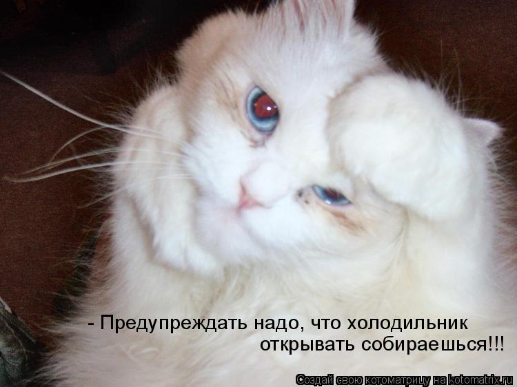 Котоматрица: - Предупреждать надо, что холодильник  открывать собираешься!!!